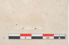 Foto (Detailansicht) von Smilax sp. (NHMW-GEO-2024-0188-11476)